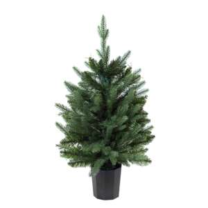 Коледна елха в саксия 60 см – For Christmas